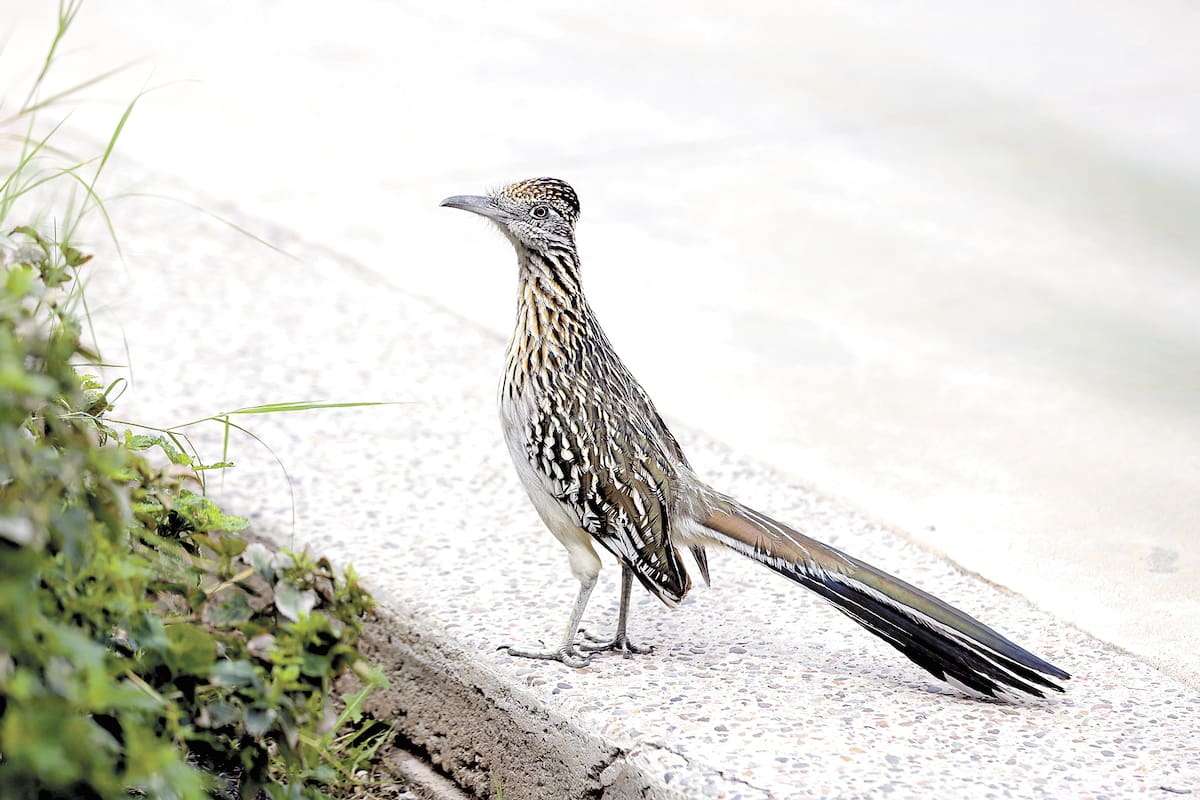 Correcaminos es la mascota de los "búhos" en la Unison
