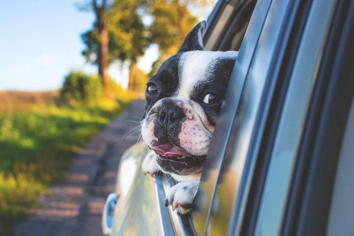 ¿Viajar o no con mascotas? He ahí el dilema