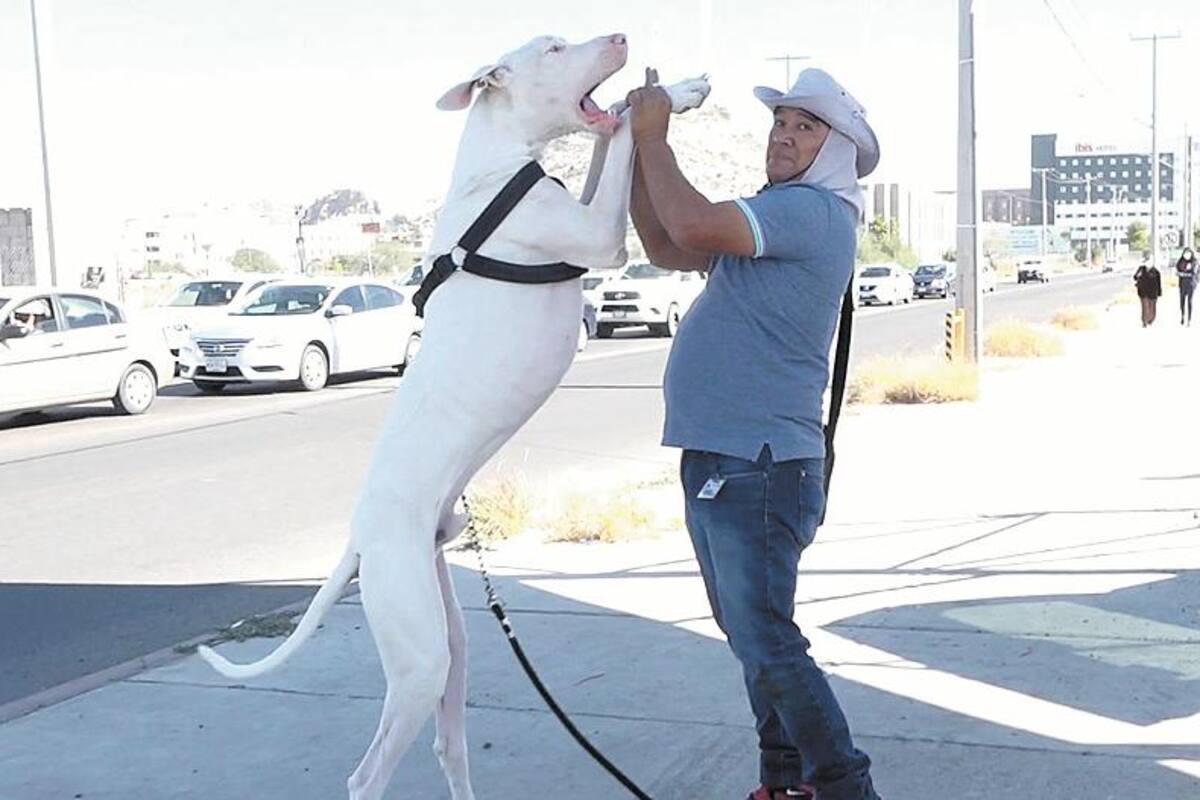 Palomo, un amor que llegó en talla extra grande