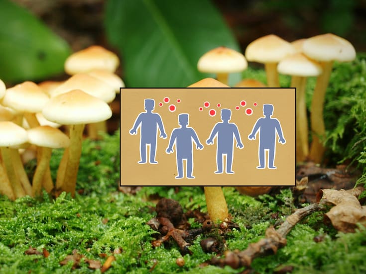 Crecen los contagios por “superhongo” en Reino Unido y expertos temen una futura crisis sanitaria; el padecimiento causa lesiones que aparecen principalmente en la zona de las ingles y los glúteos