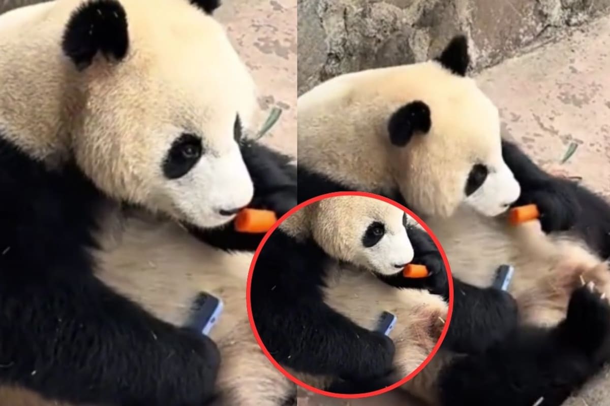 VIDEO | Panda toma celular de turista en China y se niega a devolverlo en China