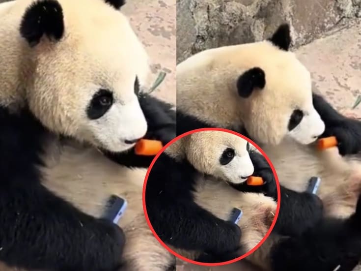 VIDEO | Panda toma celular de turista en China y se niega a devolverlo en China