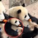 VIDEO | Panda toma celular de turista en China y se niega a devolverlo en China