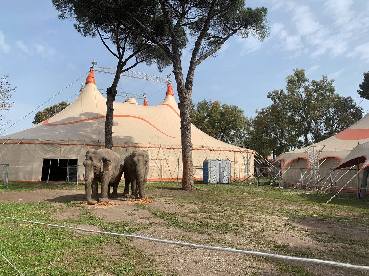 Vista general del Circo Lidia Togni. En la semana en la que en Italia reabren teatros, cines y espectáculos, el histórico Circo Lidia Togni no sabe si lo podrá hacer. La pandemia les ha dejado 15 meses acampados en un terreno al lado de una de las carreteras de salida de Roma y la superviviencia de sus 43 trabajadores y de sus 30 animales sólo ha sido posible gracias a las ayudas de ciudadanos y asociaciones. EFE/Cristina Cabrejas
