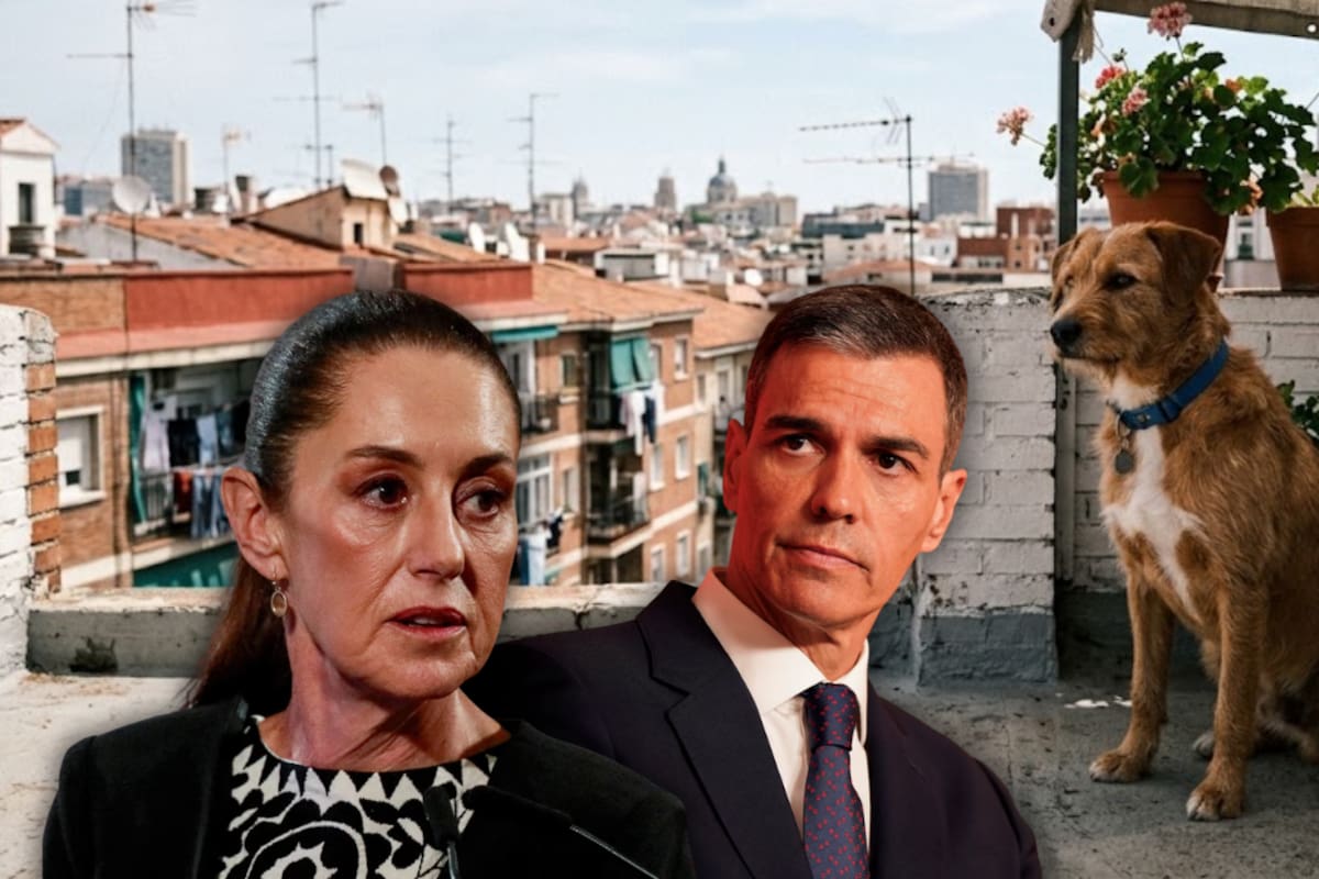 Mientras en México es común ver perros en terrazas o azoteas como parte de la vida cotidiana, en España mantenerlos habitualmente en estos espacios está restringido por una ley de bienestar animal que contempla multas de hasta 200 mil euros