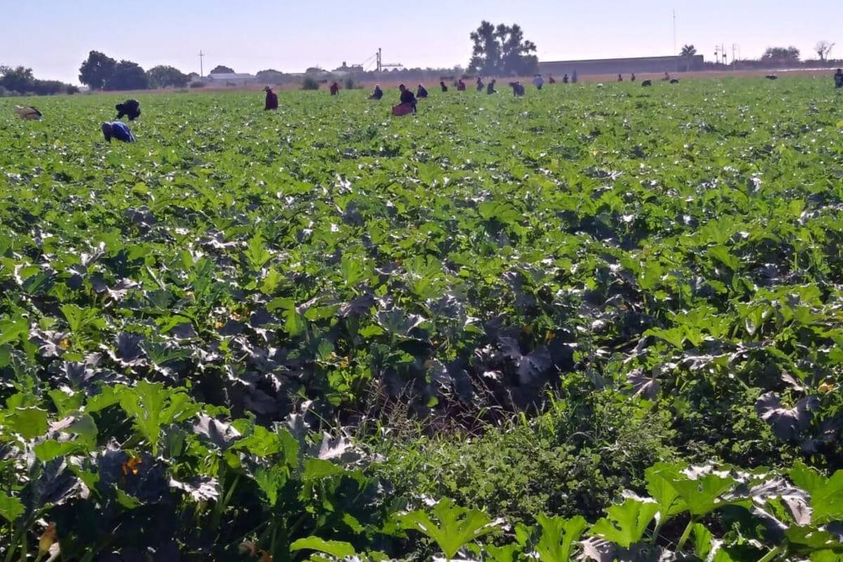 Dejan horticultores 3 millones de jornales