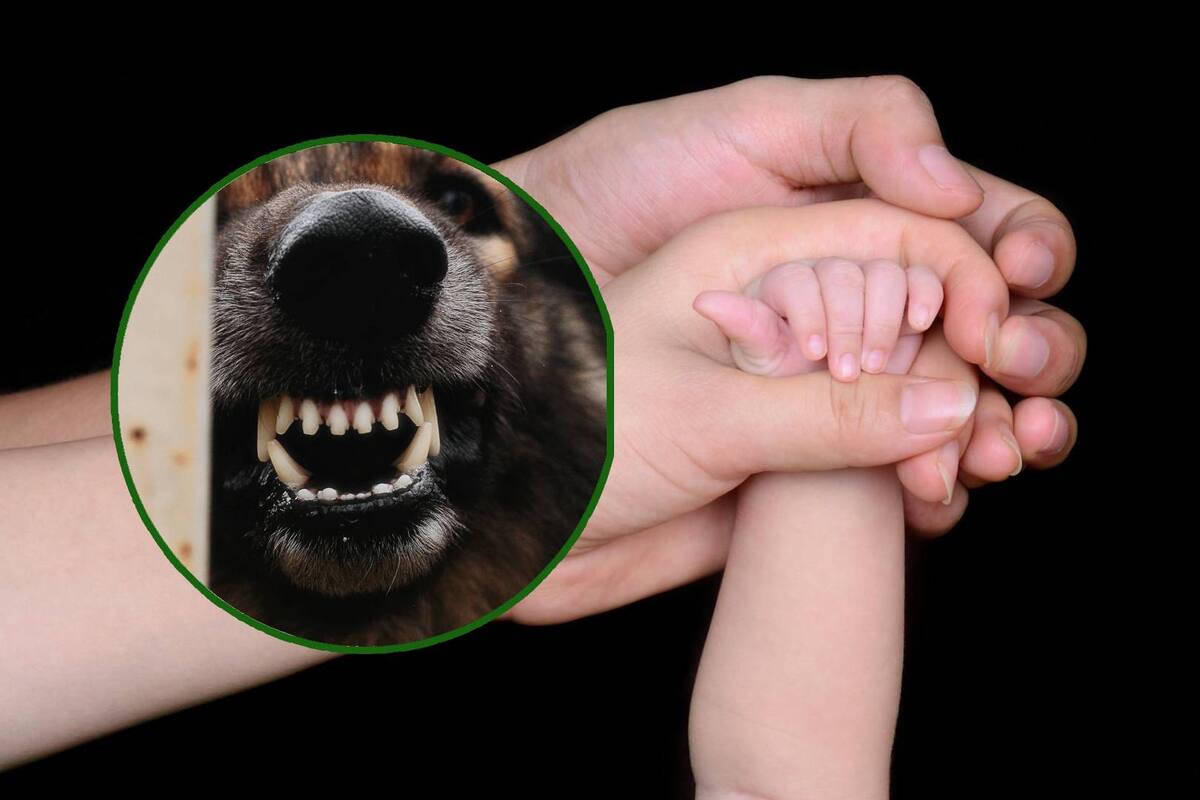 Bebé muere tras ataque de un perro en EU