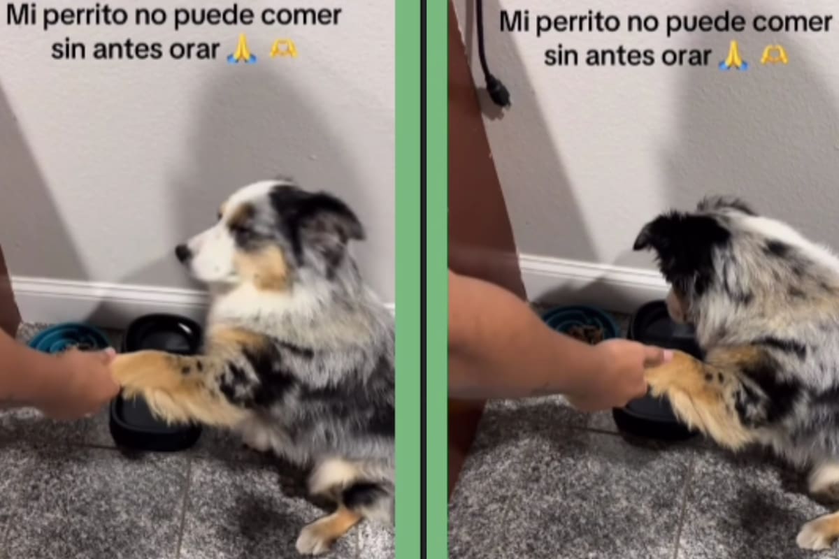 Perrito se vuelve viral por no comer sus croquetas sin antes orar