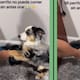 Perrito se vuelve viral por no comer sus croquetas sin antes orar