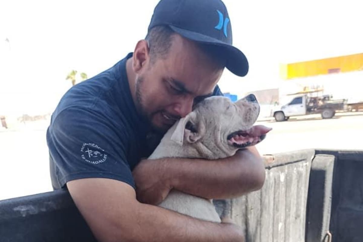 "Con mi corazón destrozado y mi alma llena de dolor": Hombre da el último paseo en carro a su perro con cáncer antes de dormirlo
