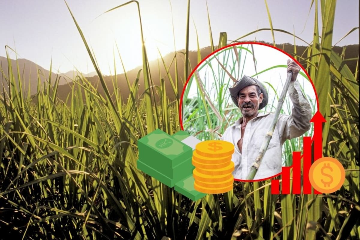 ¿Por qué México ha implementado un arancel del 156% al azúcar? Las razones detrás de la nueva medida comercial del gobierno