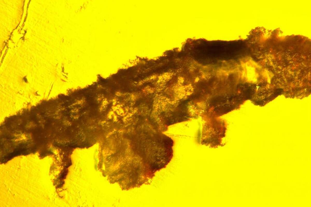 Descubren una nueva especie de tardígrado que se conservó en ámbar durante 16 millones de años