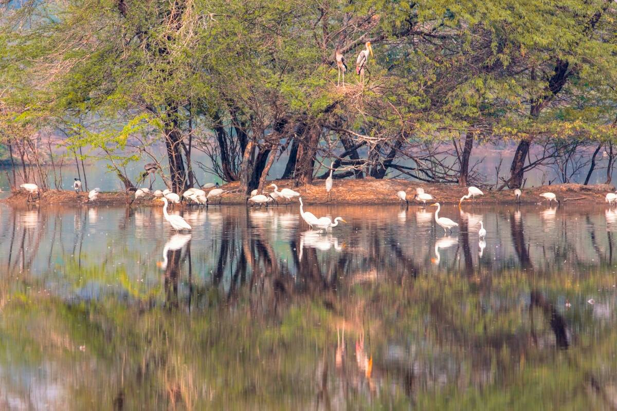 Observa diferentes especies de aves en Arizona