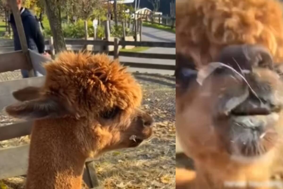 “No le gusta que la toquen”: Alpaca escupe a una mujer que intentó acariciarla