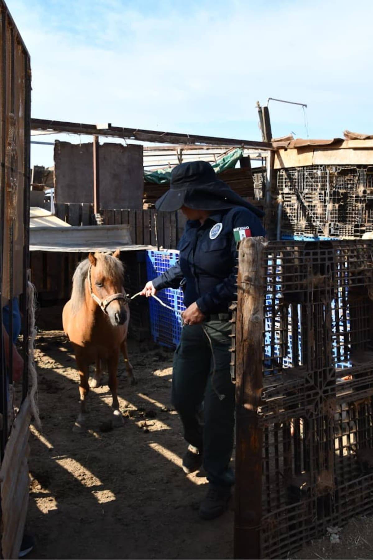 La Fiscalía aseguró al animal tras una denuncia ciudadana y lo trasladará a un club hípico, donde recibirá atención veterinaria y permanecerá bajo resguardo. Foto: Cortesía.
