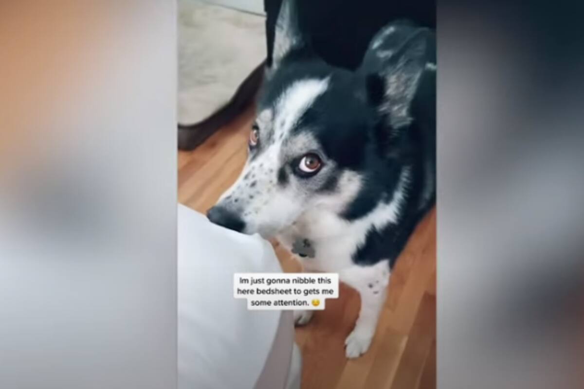 Canino busca la atención de su dueña y escena se hace viral en redes sociales