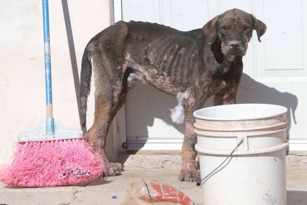 Reportan a un perro abandonado en su casa; tenía sarna y garrapatas