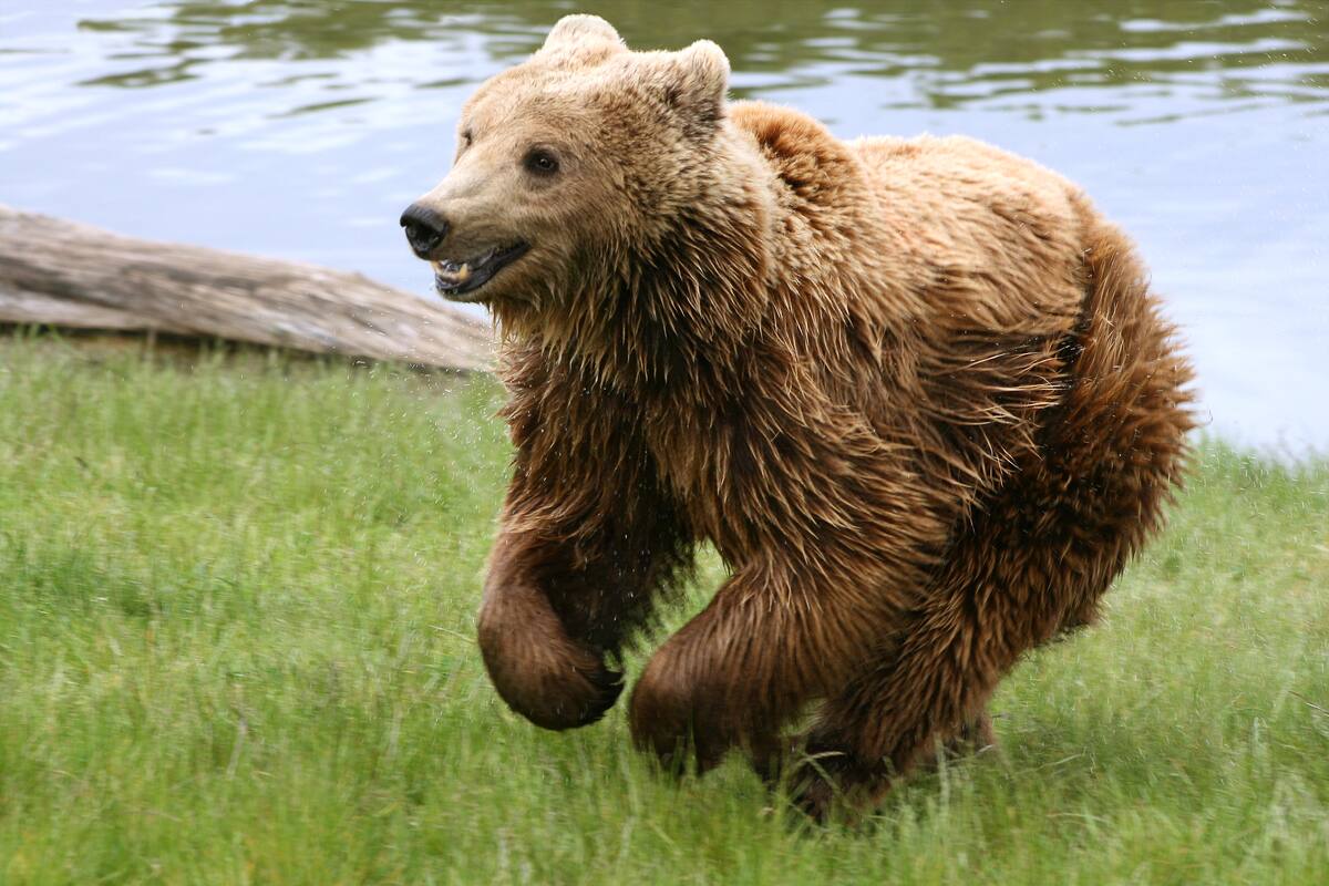 Vídeo Viral: Oso y coyote pasean juntos en el bosque