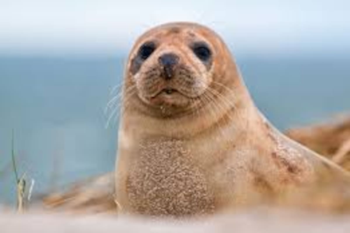 Turistas golpean a foca para tomarse fotos con ella