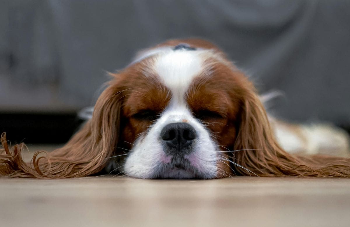 La decisión busca avanzar hacia una ciudad con más espacios para personas que viven con mascotas. Foto: Especial (canva)
