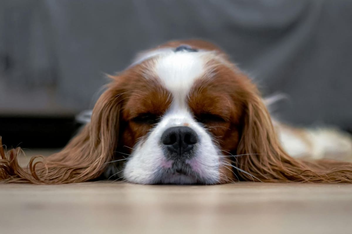 Ni junto a ti ni sobre el piso: veterinarios revelan cuál es la zona más adecuada para que tu perro descanse mejor y evite problemas de salud