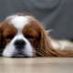 Ni junto a ti ni sobre el piso: veterinarios revelan cuál es la zona más adecuada para que tu perro descanse mejor y evite problemas de salud