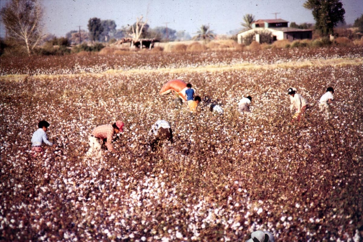 Día del Algodón: el oro blanco que forjó a Mexicali
