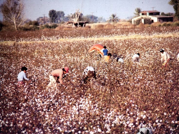 Día del Algodón: el oro blanco que forjó a Mexicali