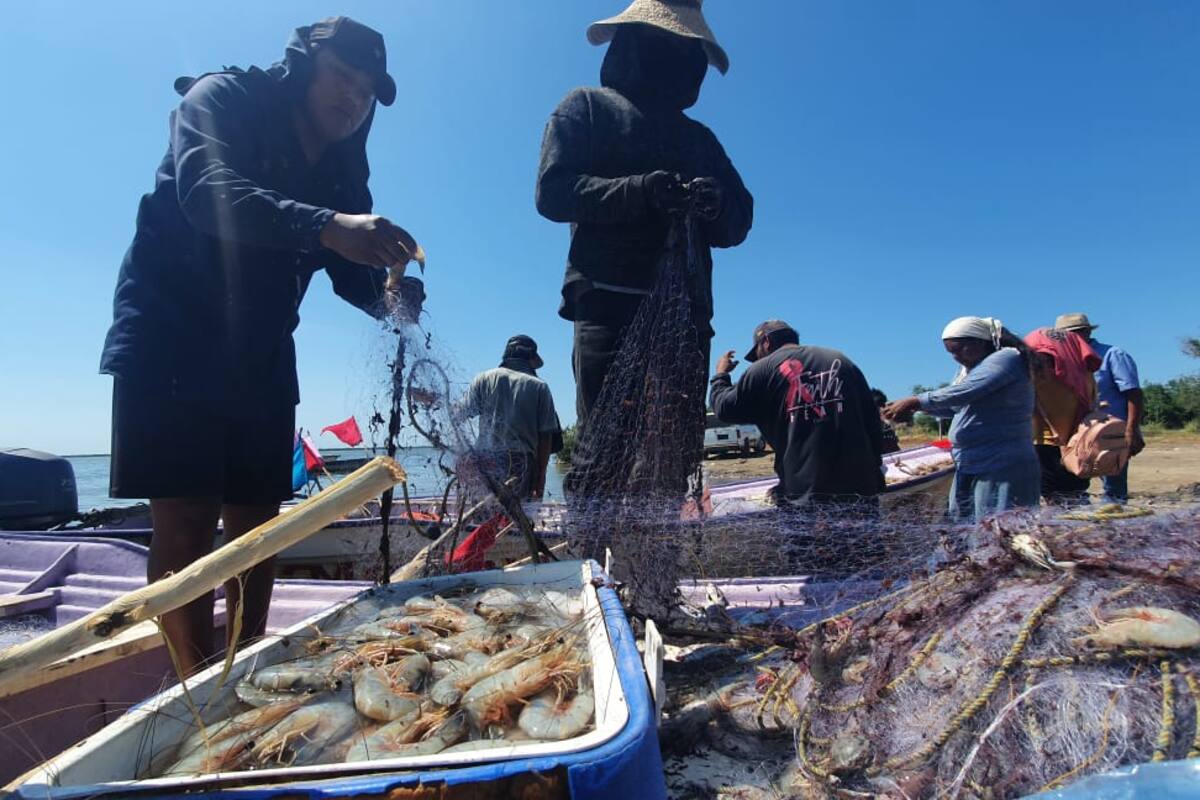 Salen barcos de Yavaros en busca del “oro rosado”