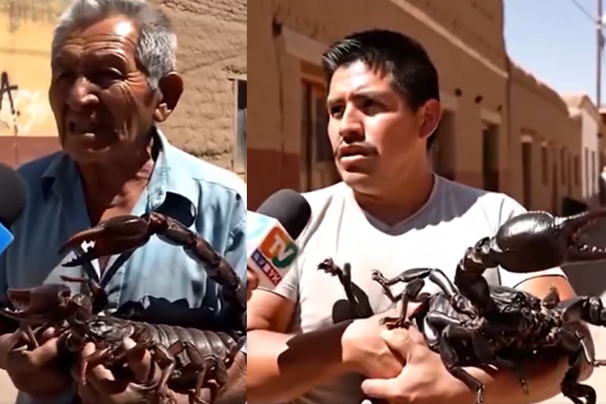 ¿De dónde salió el video de los alacranes como mascotas? La inteligencia artificial está logrando engañar a miles de personas