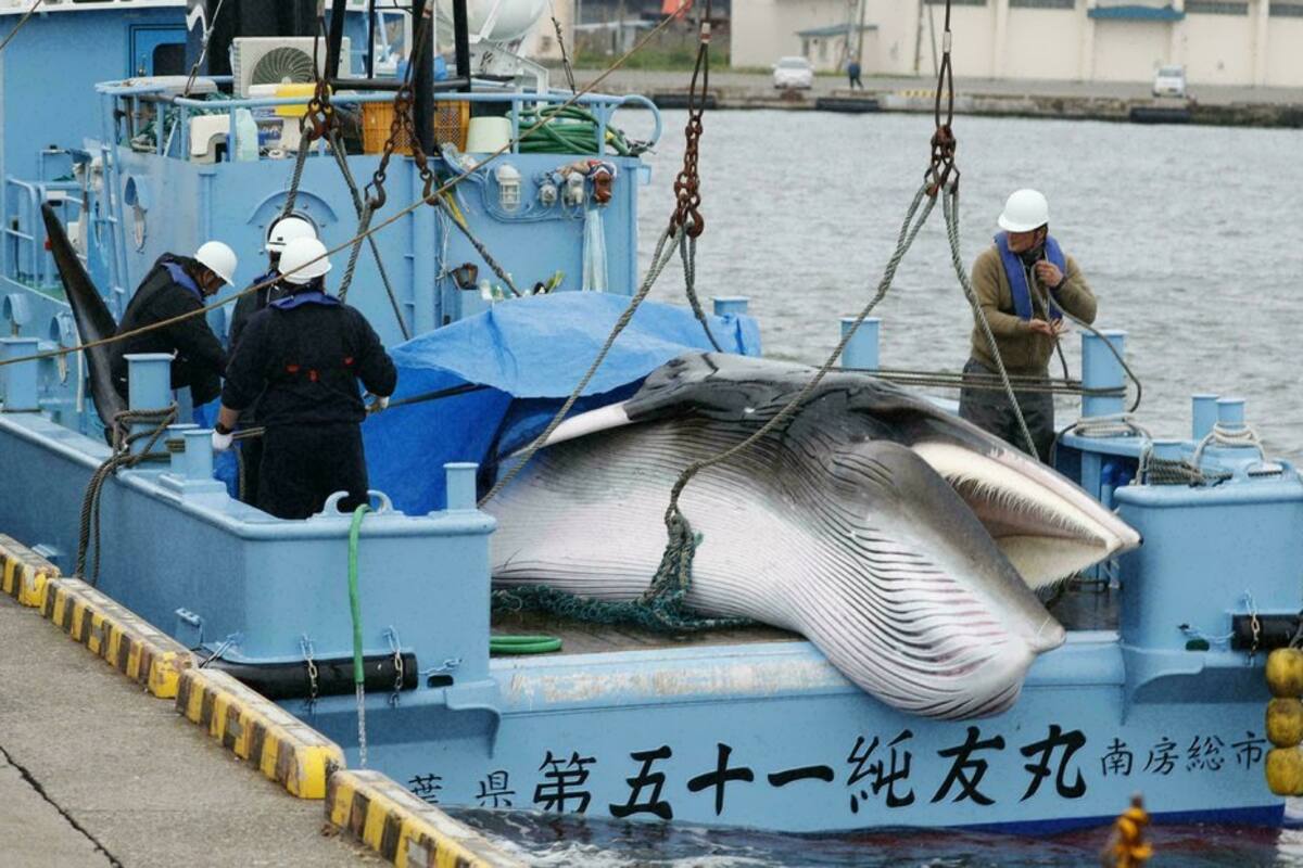 Septiembre: El mes que registra mayor caza de ballenas minke en Japón