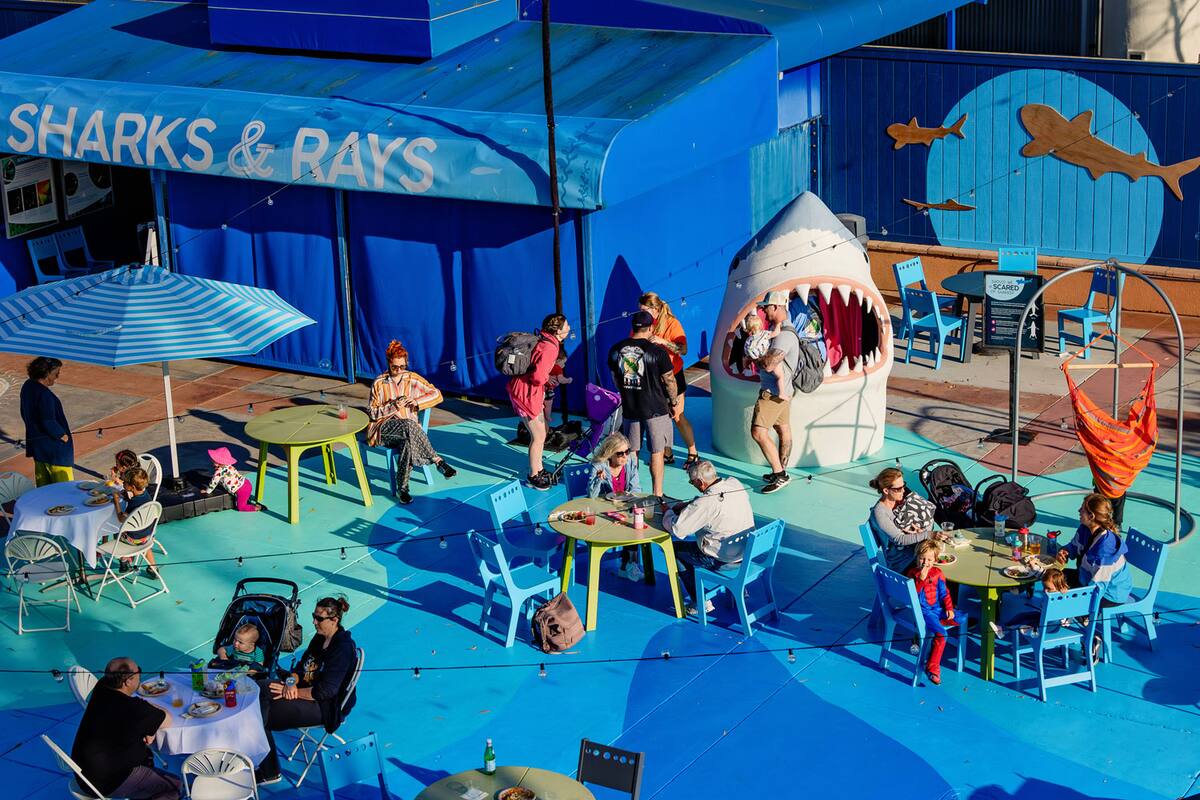 Los más grandes podrán disfrutar del evento Océanos nocturnos.