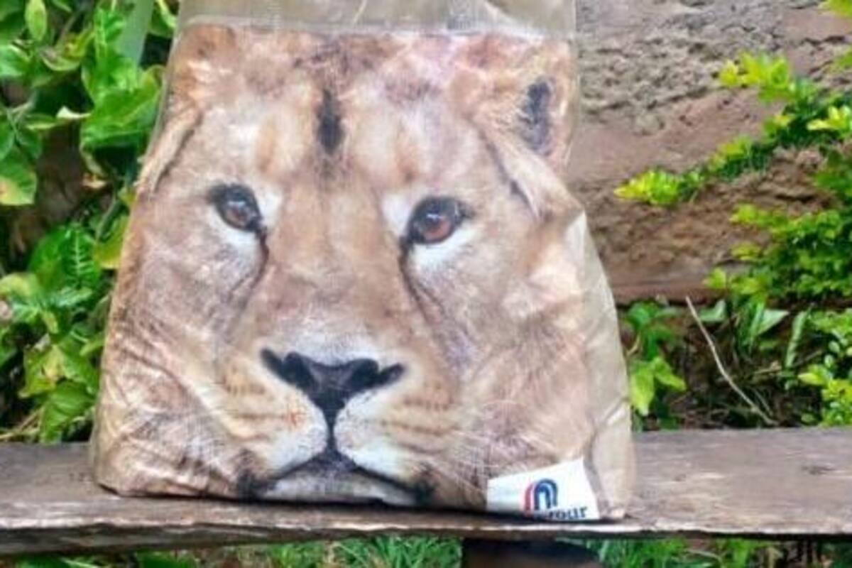 León atemorizó a una comunidad de Kenia y resulto ser una bolsa de supermercado
