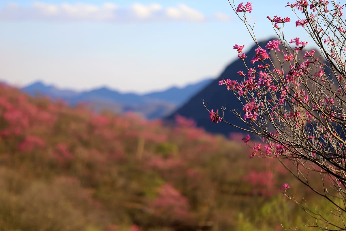 Durante febrero, este árbol nativo del desierto sonorense se convierte en uno de los protagonistas de la temporada de floración.
