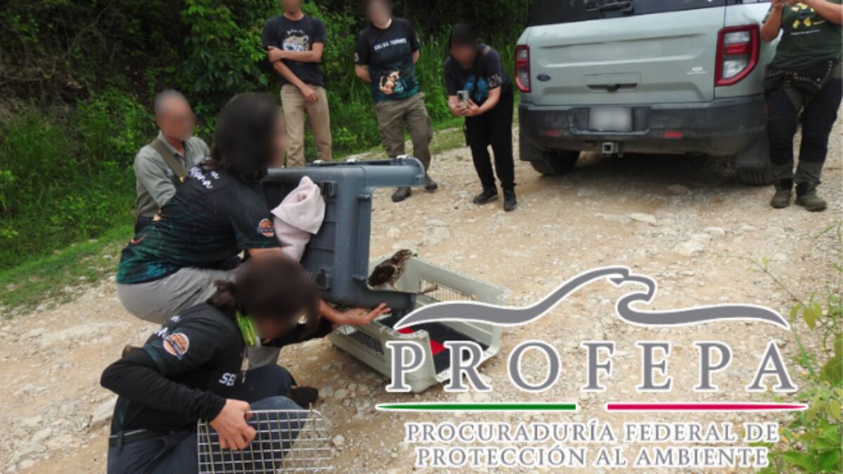 México, paraíso del tráfico de reptiles: 8 de cada 10 mueren antes de llegar al comprador final