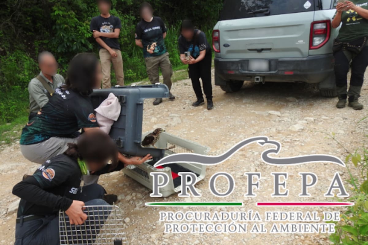 México, paraíso del tráfico de reptiles: 8 de cada 10 mueren antes de llegar al comprador final