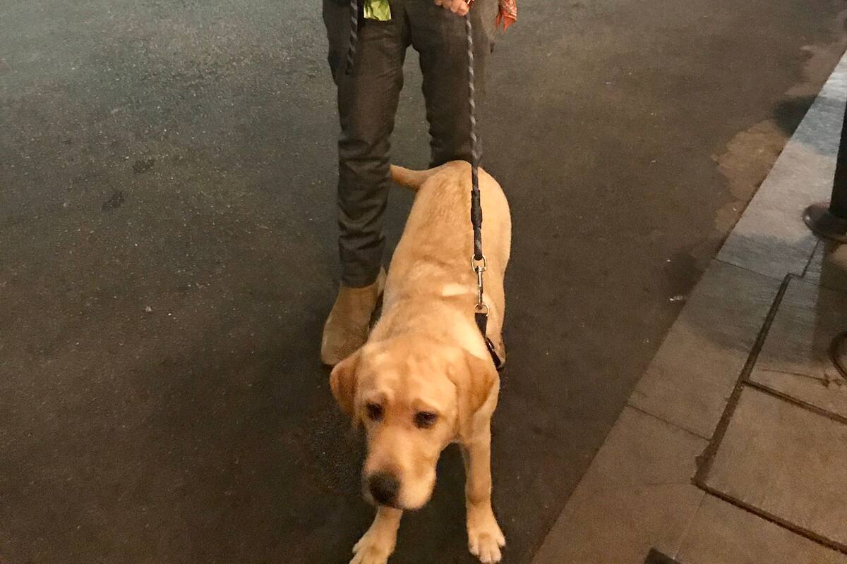 Harry Styles se ofreció a cuidar a perrito para que su dueño entrará a restaurante
