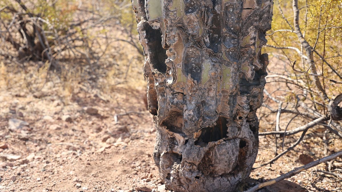 El calor extremo alcanzó niveles propios del verano en pleno marzo, en una zona desértica cercana a Martinez Lake /Reuters