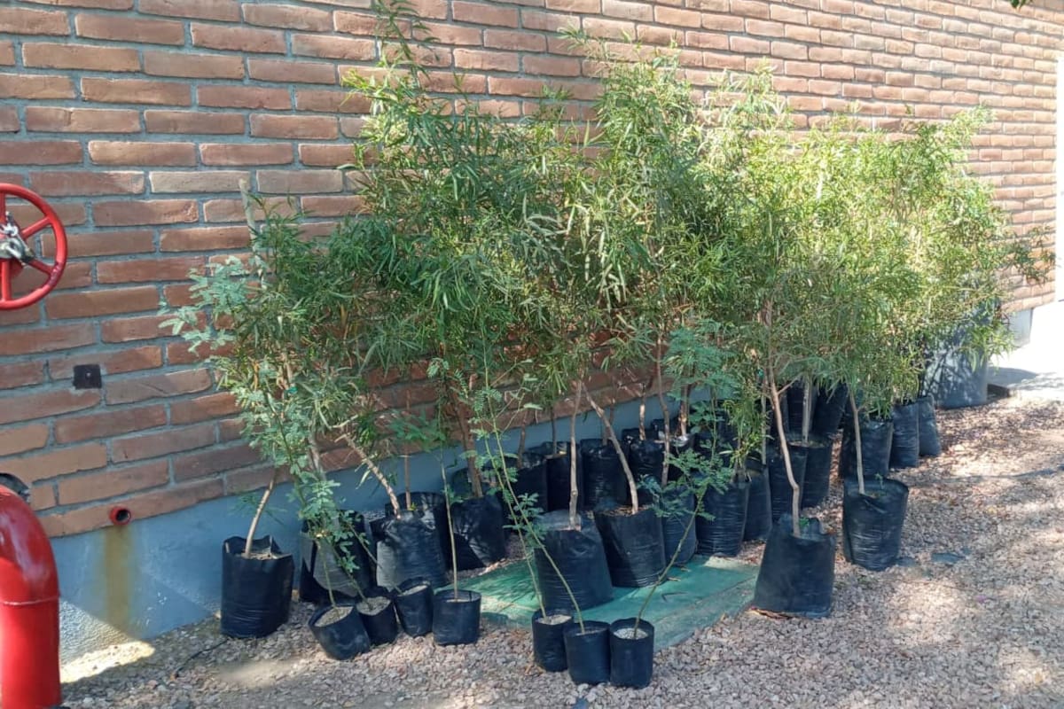Plantarán 5 millones de árboles