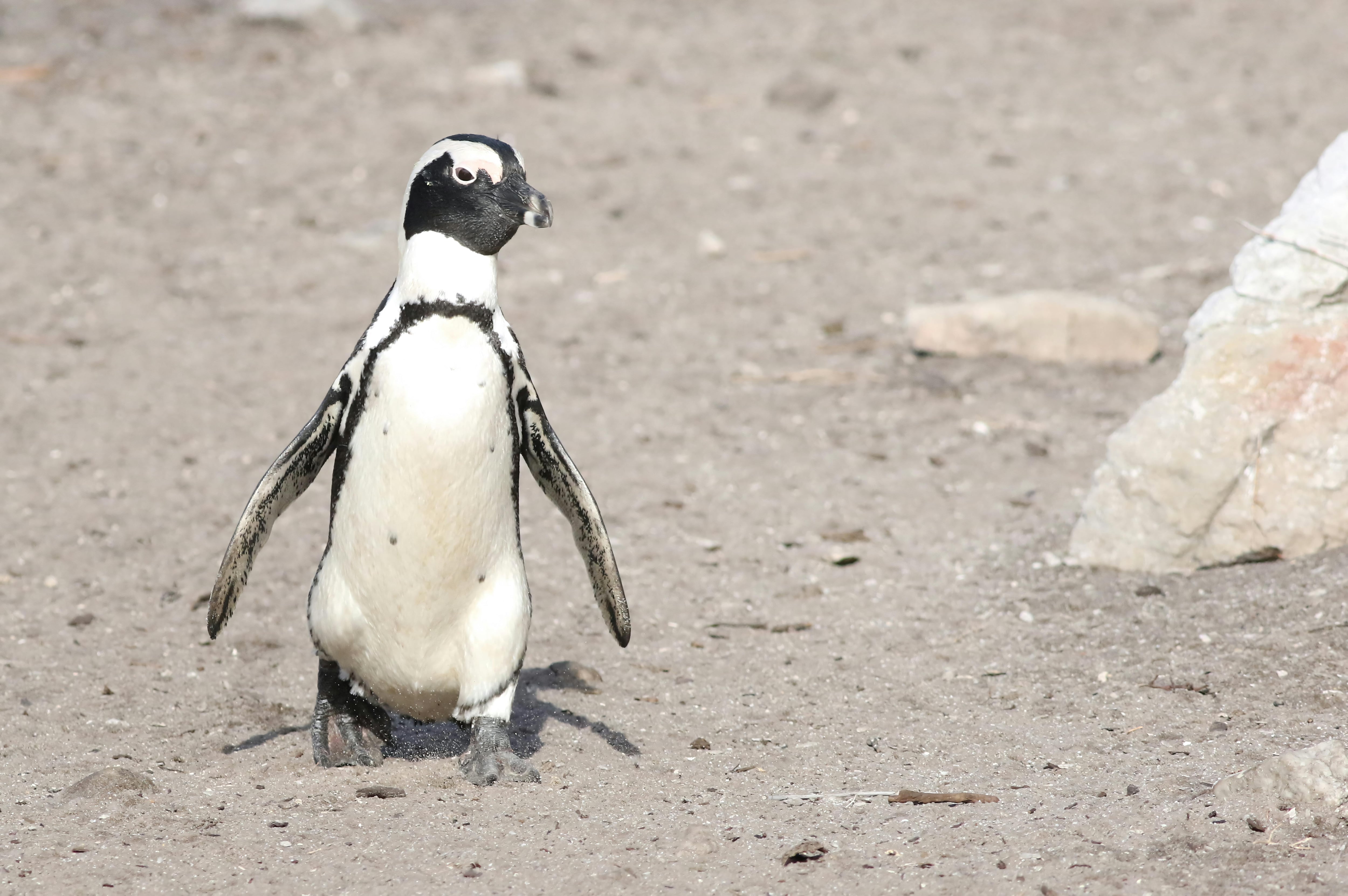 Foto de Derek Keats: https://www.pexels.com/es-es/foto/pinguino-africano-caminando-sobre-rocas-de-arena-de-una-playa-34108861/