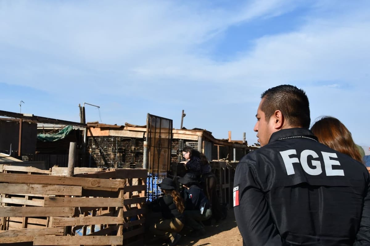 Rescatan pony por presunto maltrato animal durante cateo de la Fiscalía en Ensenada