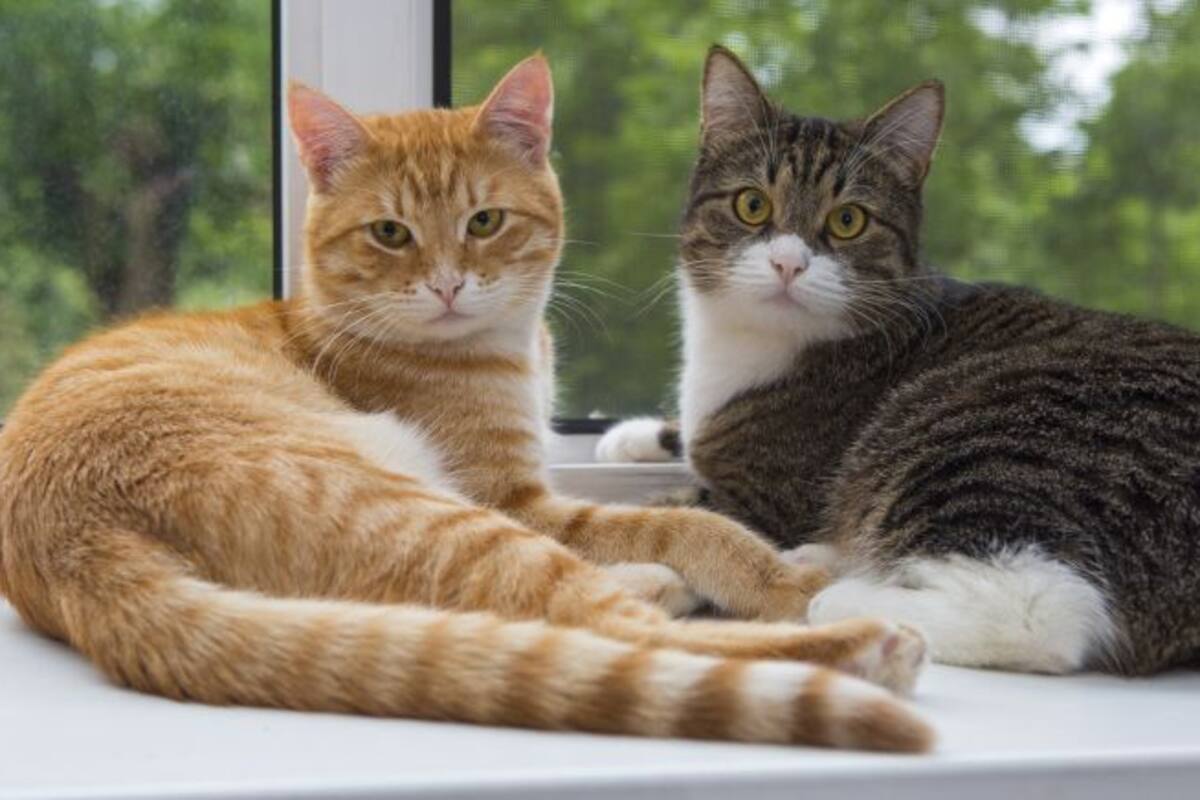 Pelea de felinos es comparada con escena de El Rey León