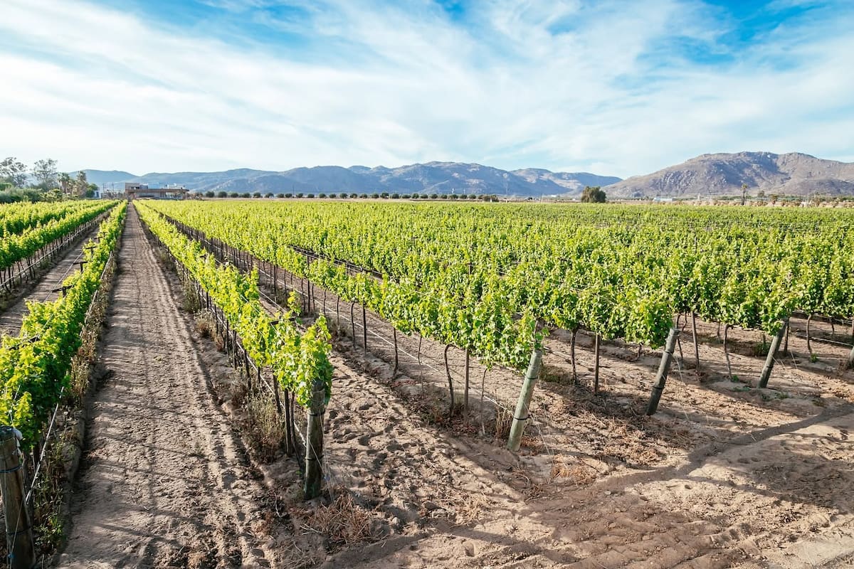 Proyecto para llevar aguas tratadas a viñedos del Valle de Guadalupe sigue sin concretarse