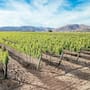 Proyecto para llevar aguas tratadas a viñedos del Valle de Guadalupe sigue sin concretarse