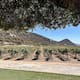 Restricción de actividades ha impactado el flujo turístico en el Valle de Guadalupe