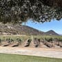 Restricción de actividades ha impactado el flujo turístico en el Valle de Guadalupe