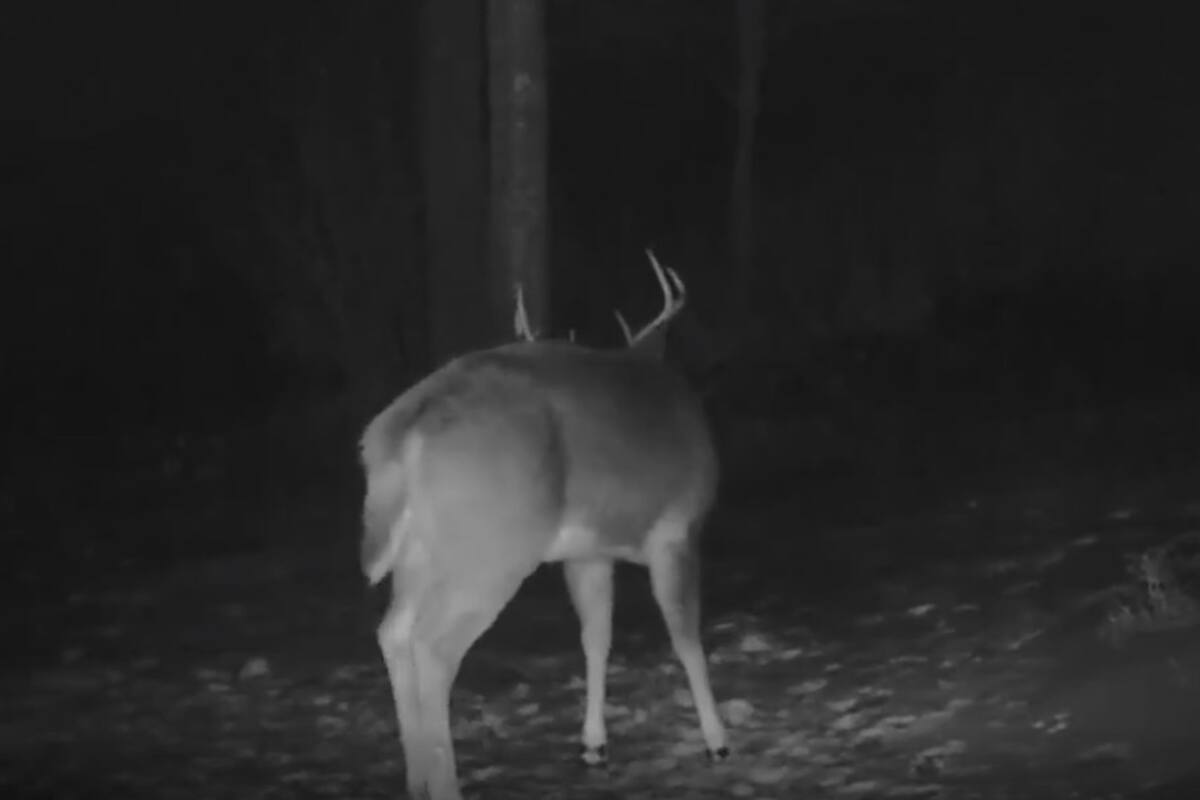 Un video "único" muestra momento en que un ciervo muda la cornamenta