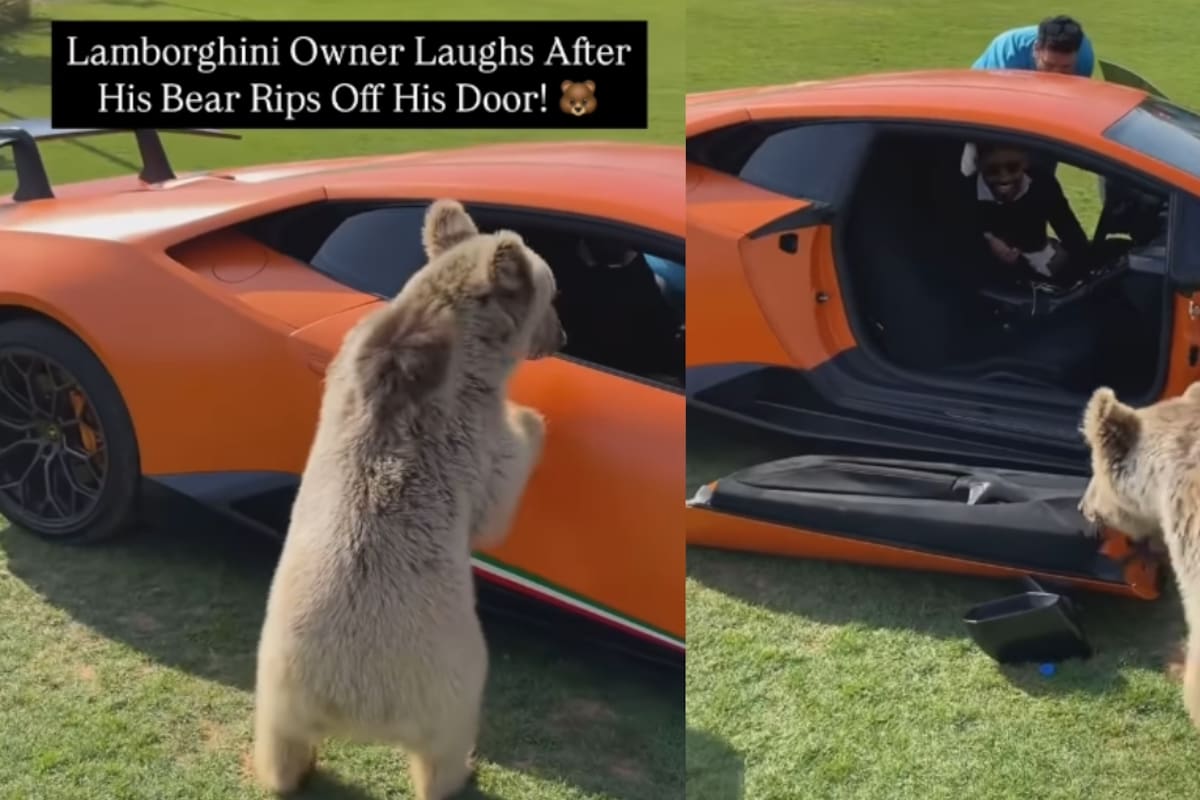 ‘El hombre se rió en rico’: oso mascota le arranca la puerta de su auto deportivo nuevo y él ni se molesta