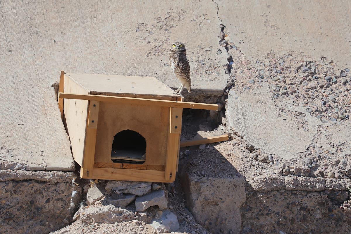 Tienen tecolotes una habitación exclusiva en hotel de Hermosillo