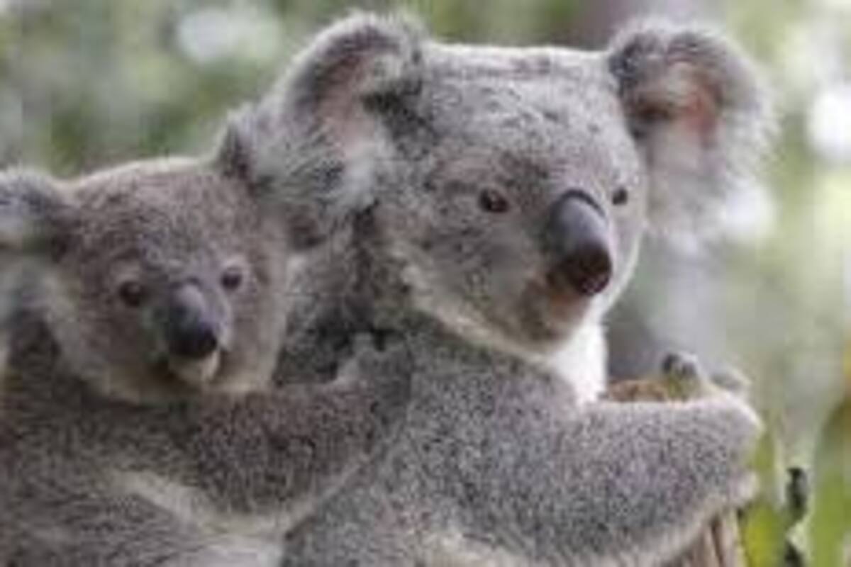 El koala es declarado funcionalmente extinto